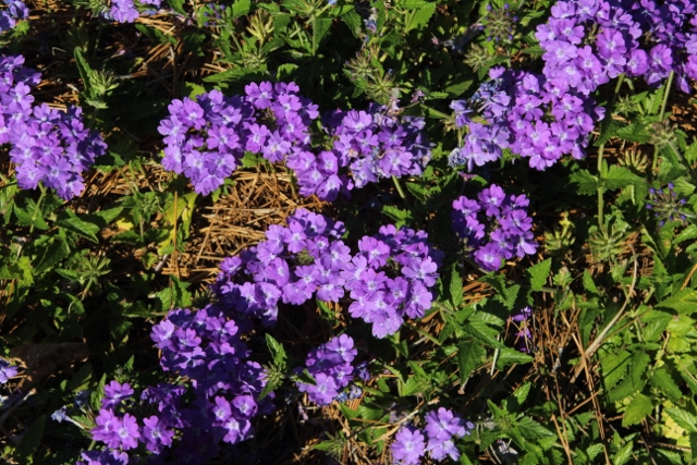 Verbena Superbena Violet Icejpg